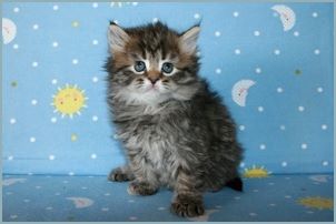 Female Siberian Kitten from Deedlebug Siberians